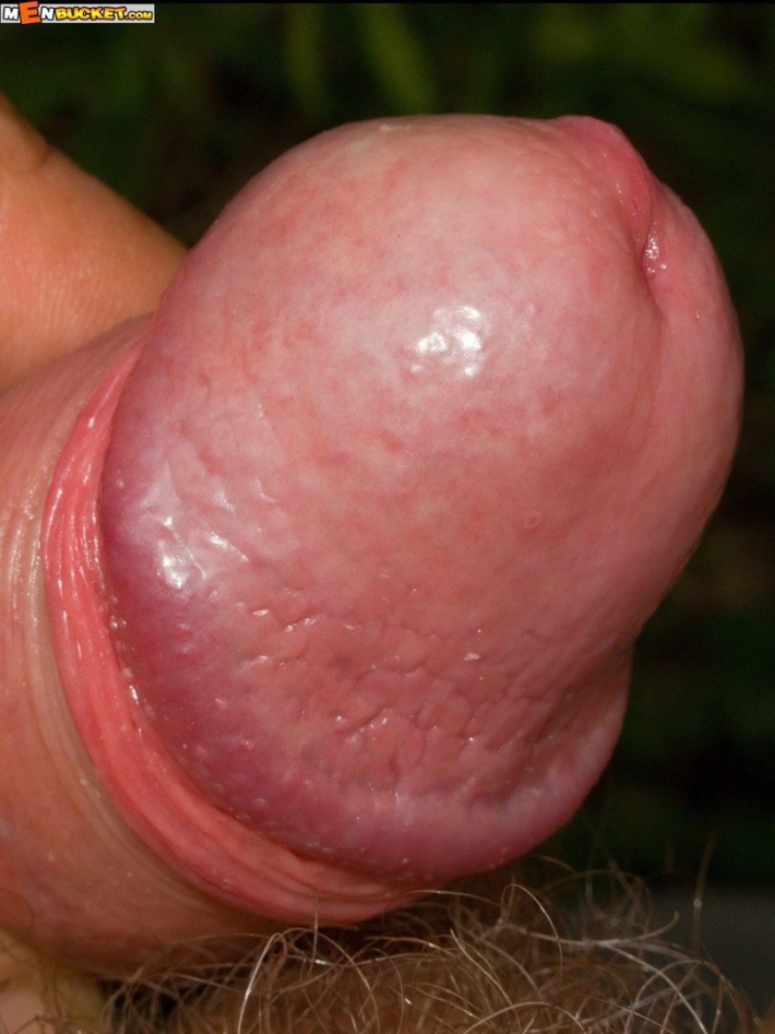 Муравьиная журчалка